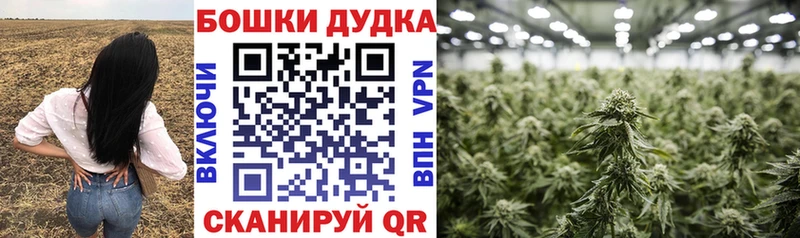 Каннабис OG Kush  Белокуриха 